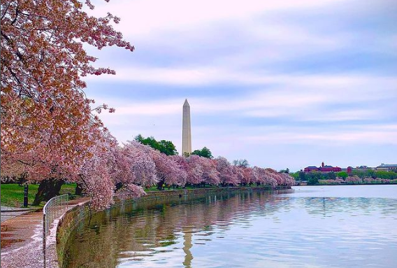 National Cherry Blossom Festival Introduction And Guideline